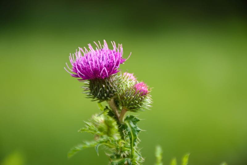 Flor de cardo.